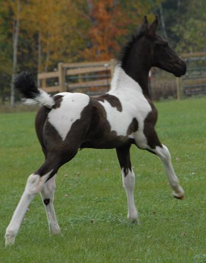 Friesian Sporthorse foal