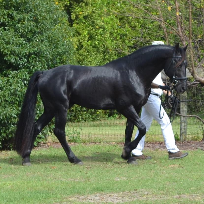 Reynier Friesian Sporthorse