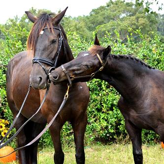 Friesian Sporthorse Lockheed CS