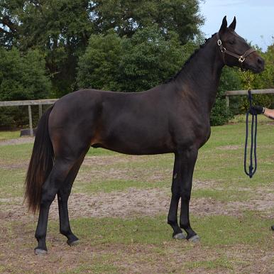 Friesian Sporthorse Reserve Champion Hemingway SCS