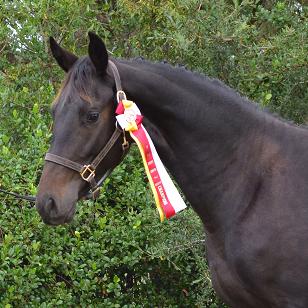 Friesian Sporthorse
