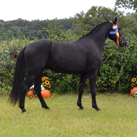 Elite Friesian Sporthorse