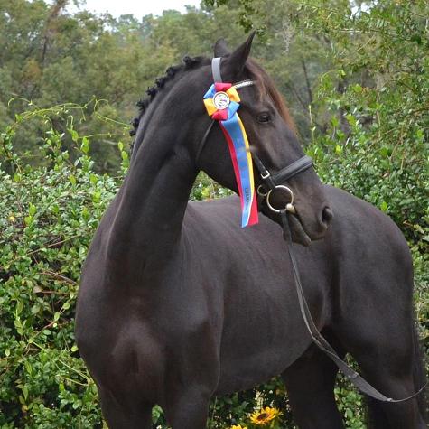 Friesian Sporthorse at inspection