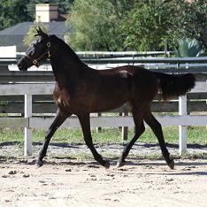 Friesian Sporthorse