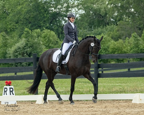 Friesian Sporthorse Isadora