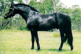 Main Book, Bronze Elite, Approved for Breeding, Friesian Sporthorse stallion - Lexington
