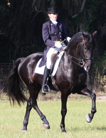 Friesian Sporthorse Grand Prix Champion