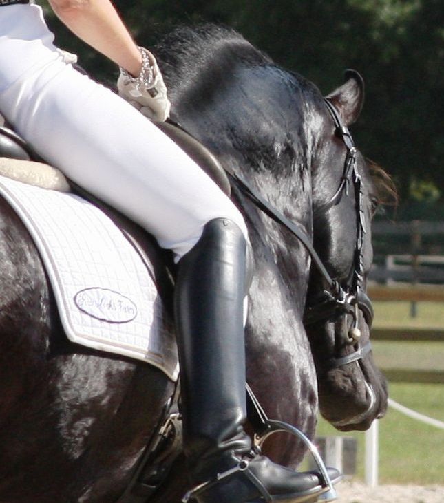 Friesian Sporthorse