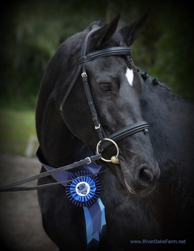 Lexa ROF Star Friesian Sporthorse mare