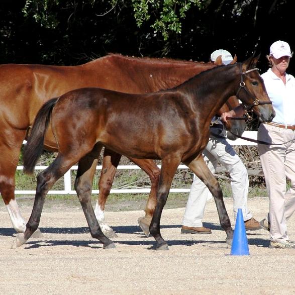 Lily ROF, Friesian Sporthorse filly