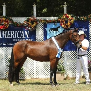 Reserve Champion Friesian Sporthorse 2014