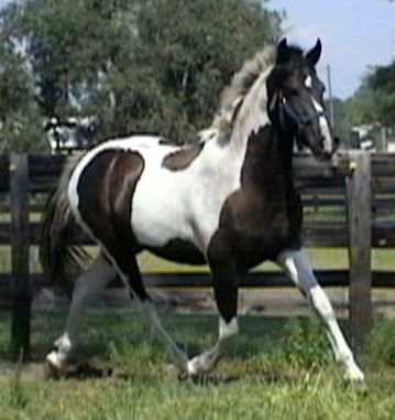 Main Book Friesian Sporthorse mare - Miramar