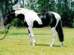 pinto Elite / Star Friesian Sporthorse