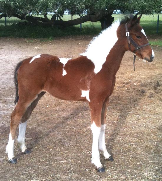 Paducha Dancer, Bronze Elite, Auxiliary Book Friesian Sporthorse