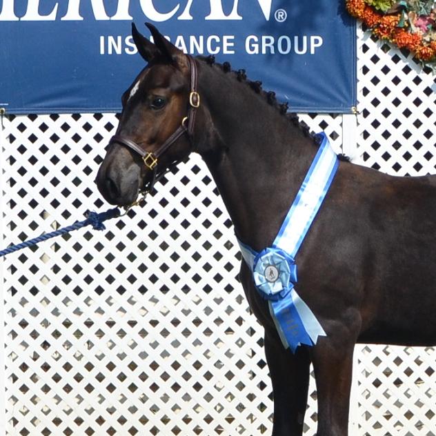 Champion Friesian Sporthorse