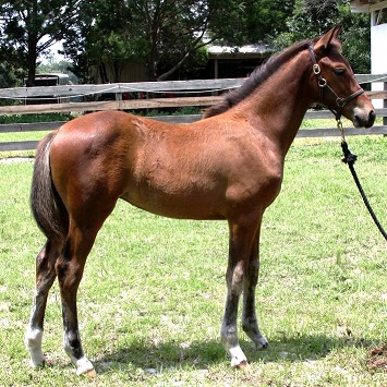 Sauvignon Blanc Friesian Sporthorse