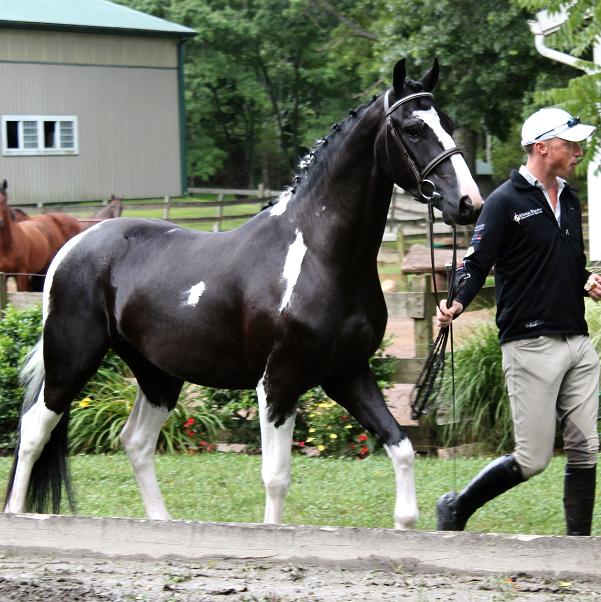 pinto Elite Friesian Sporthorse Sebastian ROF