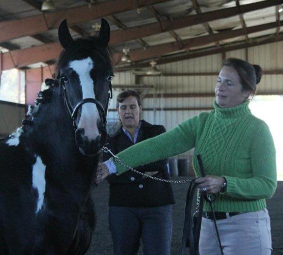 Sebastian ROF, Bronze Elite Book Friesian Sporthorse gelding