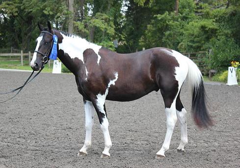 Friesian Sporthorse Sebastian ROF