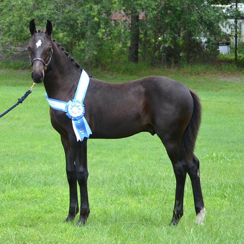 Elite Friesian Sporthorse Learjet