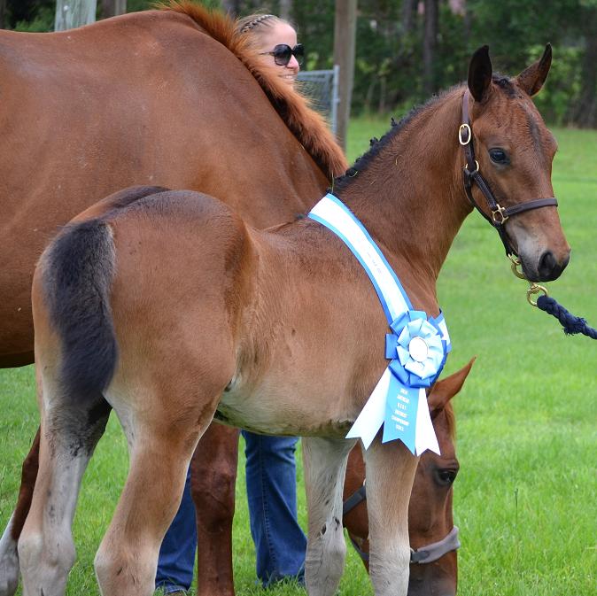 Lily ROF Friesian Sporthorse filly