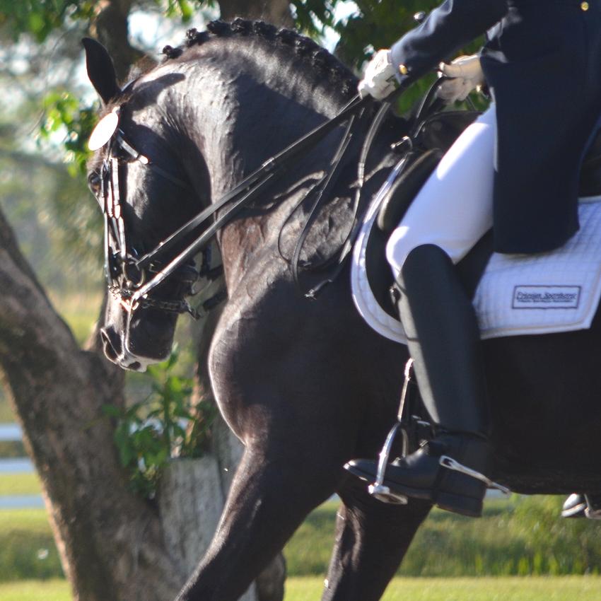 Friesian Sporthorse Grand Prix