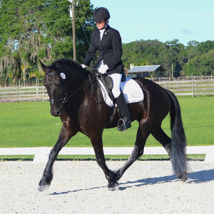 Lennox ROF Friesian Sporthorse