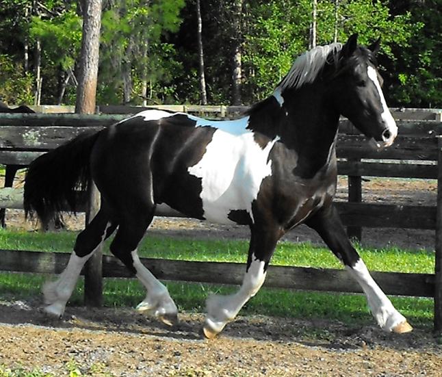 Elite Friesian Sporthorse Americus ROF