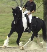 Friesian Sporthorse Nico