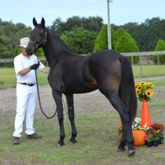 Friesian Sporthorse at inspection